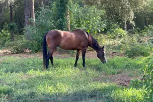 3050 E Possum Ct, Inverness, FL 34452 - Photo 54