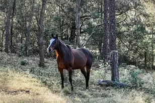 3050 E Possum Ct, Inverness, FL 34452 - Photo 64