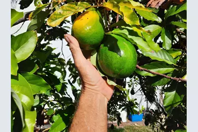 155 31st Avenue, Vero Beach, FL 32968 - Photo 48