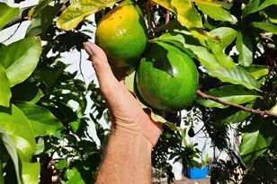 155 31st Ave, Vero Beach, FL 32968 - Photo 48