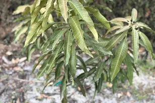 519 + 517 517 Prospect Ave, Lehigh Acres, FL 33972 - Photo 20