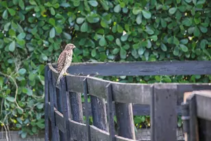 14484 Belmont Trce, Wellington, FL 33414 - Photo 88