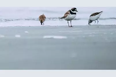 1830 W Meadows Circle #1830, Boynton Beach, FL 33436 - Photo 40