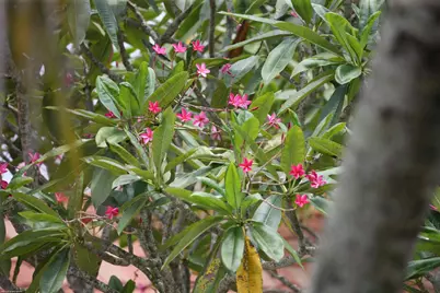 16559 Rustic Road, Wellington, FL 33470 - Photo 78