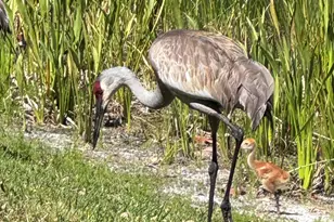 3422 SE Fairway W, Stuart, FL 34997 - Photo 82