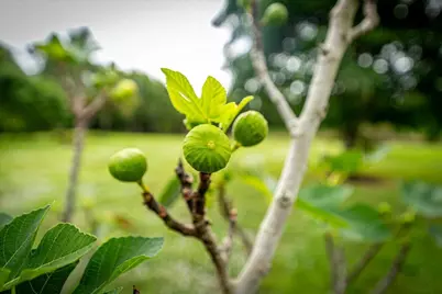 174 SE Osprey Ridge, Port Saint Lucie, FL 34984 - Photo 56
