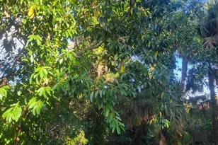 1817 Palm Blvd, Melbourne, FL 32901 - Photo 26