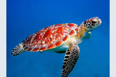 5220 Las Verdes Circle #312, Delray Beach, FL 33484 - Photo 64