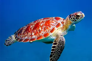 5220 Las Verdes Cir, Delray Beach, FL 33484 - Photo 64