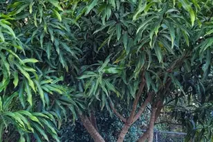 4026 SW Haycroft St, Port Saint Lucie, FL 34953 - Photo 34