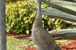 9391 Bridgeport Dr, West Palm Beach, FL 33411 - Photo 34