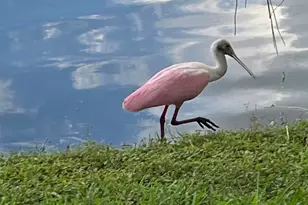 387 Kelsey Park Dr, Palm Beach Gardens, FL 33410 - Photo 52