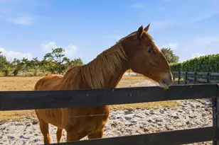 13850 SW Allapattah Rd, Indiantown, FL 34956 - Photo 84