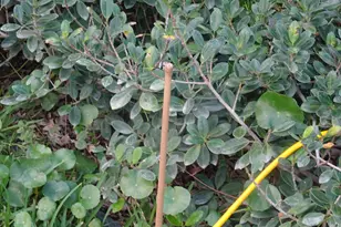 930 Rambling Dr Cir, Wellington, FL 33414 - Photo 16