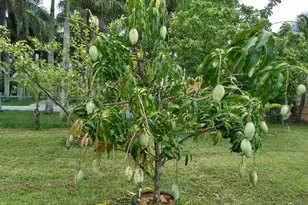 4001 Avocado Blvd, West Palm Beach, FL 33411 - Photo 58