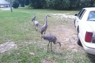 509 E Magnolia St, Kissimmee, FL 34744 - Photo 8