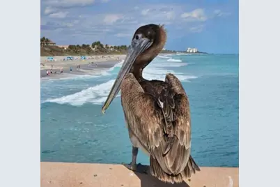 1306 Mainsail Circle, Jupiter, FL 33477 - Photo 60