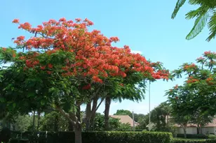 3236 32nd Ct, Jupiter, FL 33477 - Photo 30