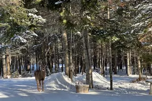 378 Mingo Loop Rd, Rangeley, ME 04970 - Photo 6