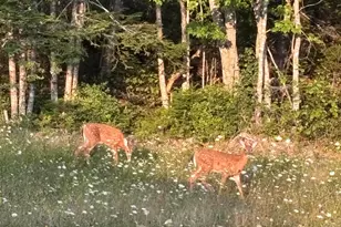 780 East Side Rd, Addison, ME 04606 - Photo 42
