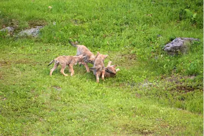 [Address not provided], Scarborough, ME 04074 - Photo 62