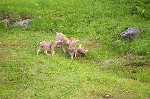 [Address not provided], Scarborough, ME 04074 - Photo 62