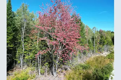 Lot 14 Whitetail Way, Lowell, ME 04493 - Photo 4