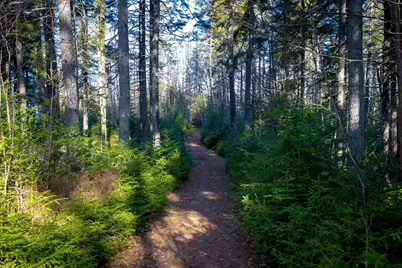 Lot 17 Wilderness Shore Road S, Steuben, ME 04680 - Photo 14