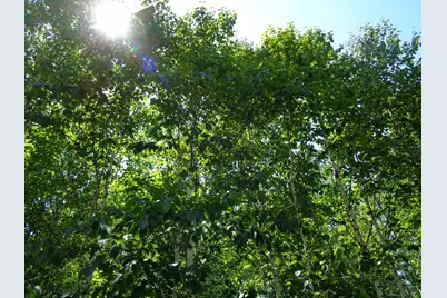 Lot20-20 Bailey Mountain Road, Franklin, ME 04634 - Photo 4