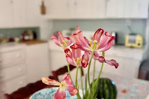7 Mountain St, Vinalhaven, ME 04863 - Photo 36