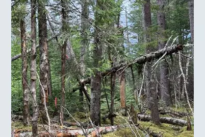 Lot 6 Holmes Bay Farms Road, Whiting, ME 04691 - Photo 4