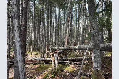 Lot 6 Holmes Bay Farms Road, Whiting, ME 04691 - Photo 52
