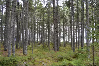 M1 L12-10 Toothaker Island, Rangeley Plt,  04970 - Photo 48