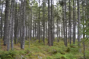 M1 L12-10 Toothaker Island, Rangeley Plt,  04970 - Photo 48