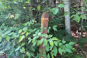M06-Lot18B Sys Rd, Lakeville, ME 04487 - Photo 1