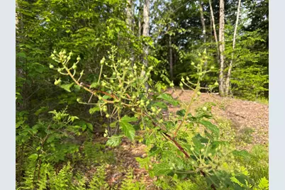 Lot 3 Albion Road, Unity, ME 04988 - Photo 10