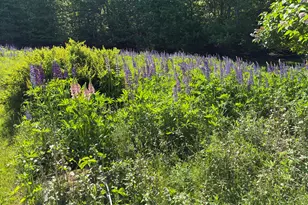707 Newbury Neck Road Rd, Surry, ME 04684 - Photo 38