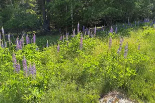 707 Newbury Neck Road Rd, Surry, ME 04684 - Photo 32