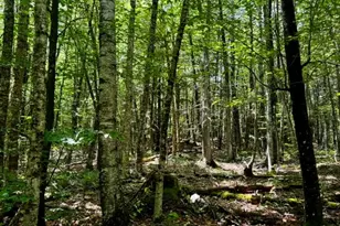 M10 L20 Judkins Rd, Harmony, ME 04942 - Photo 38