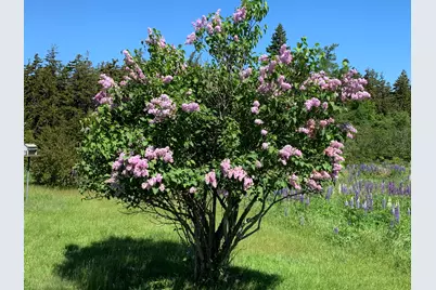 30 Dog Point, Great Cranberry Road, Cranberry Isles, ME 04625 - Photo 14