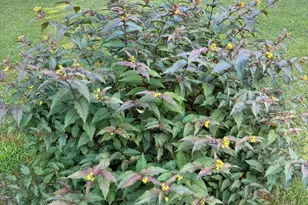 1 Karen St, Palmyra, ME 04965 - Photo 62