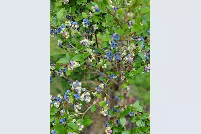 215 East Road, Wales, ME 04280 - Photo 38