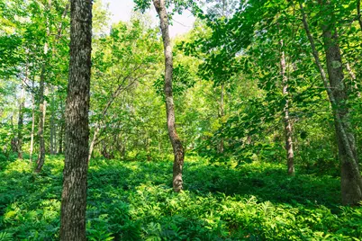 Lot #1 Main Road, Milford, ME 04461 - Photo 12