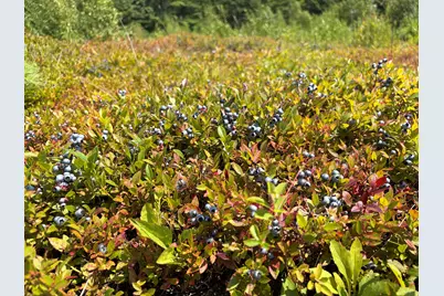 30 Acres Belden Woods Road, Palermo, ME 04354 - Photo 14
