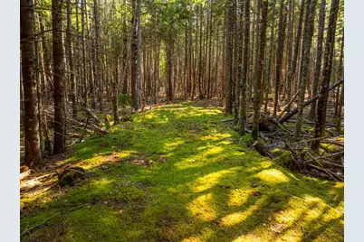 M57, L20 Paul Bunyan Road, Gouldsboro, ME 04607 - Photo 10