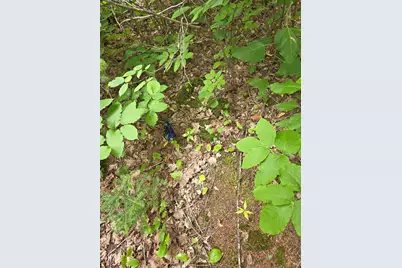 M7 Lot 1 Old Winn Road, Springfield, ME 04487 - Photo 6