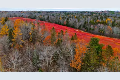 Map31Lot29 Land-Perkins, Blue Hill, ME 04614 - Photo 36