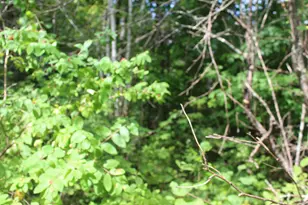 623 River Rd, Oakfield, ME 04763 - Photo 2