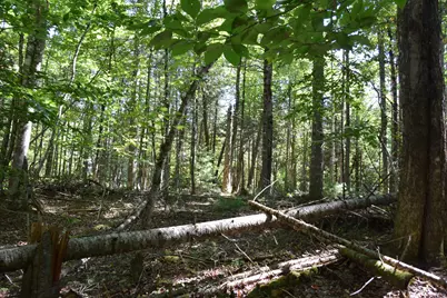 M11 L3-1 Nelson Hill Road, Athens, ME 04912 - Photo 12