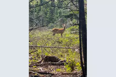 Lot 14 Off Bartlett Street, Machias, ME 04654 - Photo 10